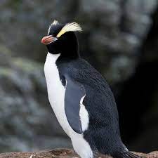 a photo of a penguin.